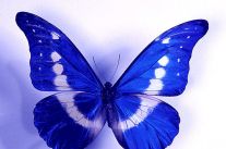 蝴蝶形态-形态所处的位置更重要(1) 蝴蝶形态-形态所处的位置更重要